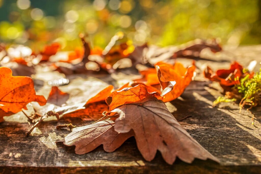 View the fall foliage in Whitefish